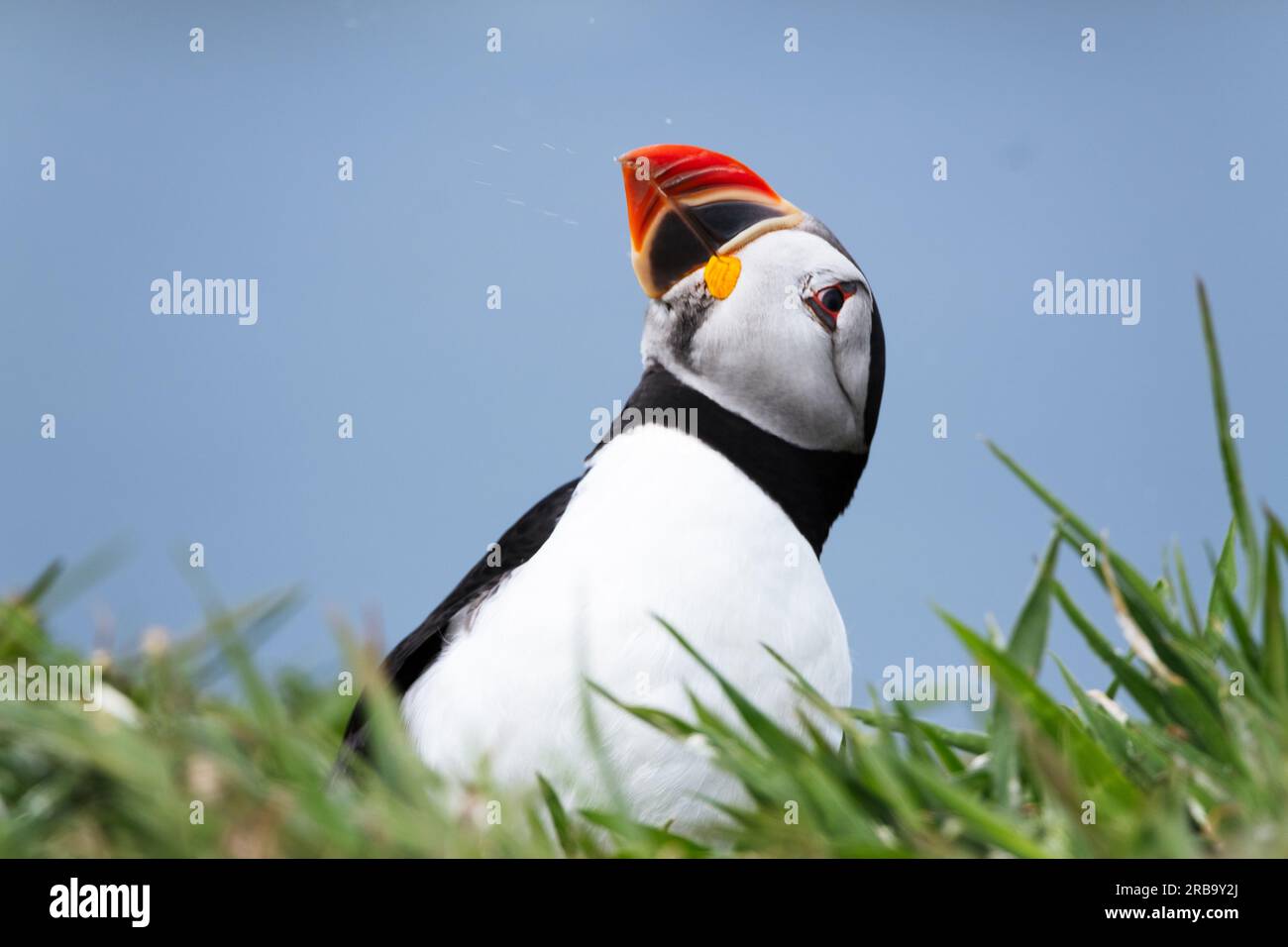 Atlantic puffin on Lunga Island, Treshnish Isles, Scotland, UK Stock ...