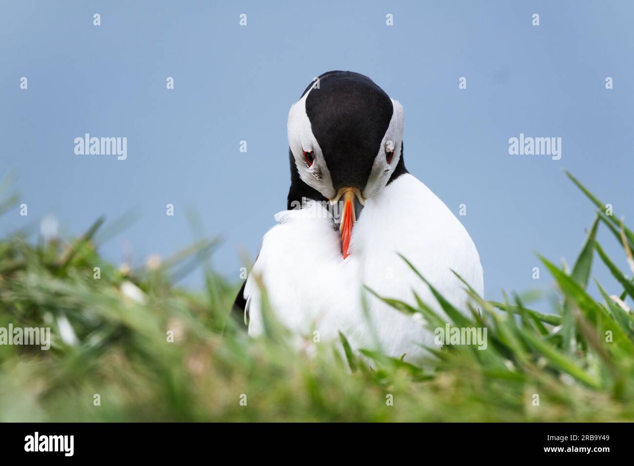 Atlantic puffin on Lunga Island, Treshnish Isles, Scotland, UK Stock ...