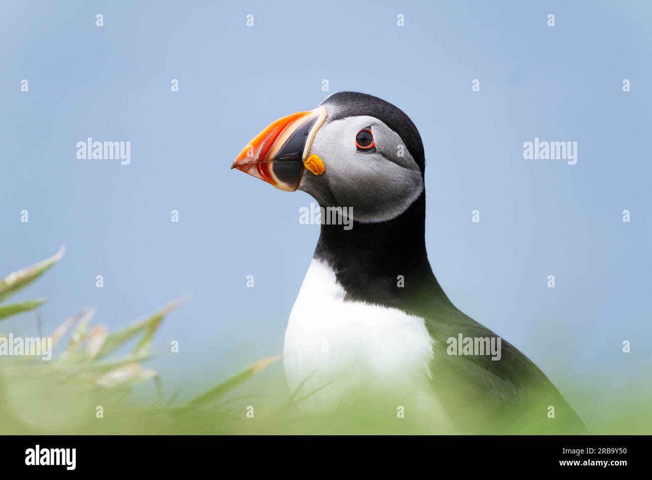 Atlantic puffin on Lunga Island, Treshnish Isles, Scotland, UK Stock ...