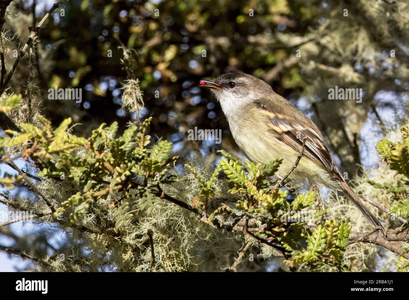 White-throated Tyrannulet (Mecocerculus leucophrys) perched in a tree, near Bogota, Colombia. Stock Photo