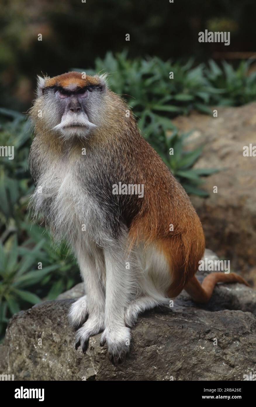 The common patas monkey (Erythrocebus patas), also known as the wadi monkey or hussar monkey, is a ground-dwelling monkey distributed over semi-arid a Stock Photo