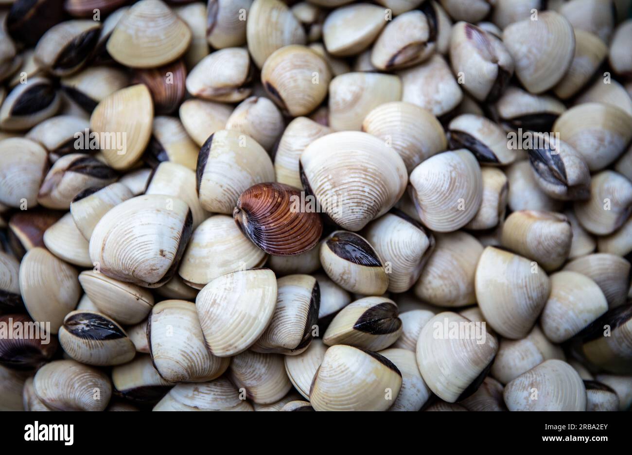 Freshlt caught clams for the fish market Stock Photo