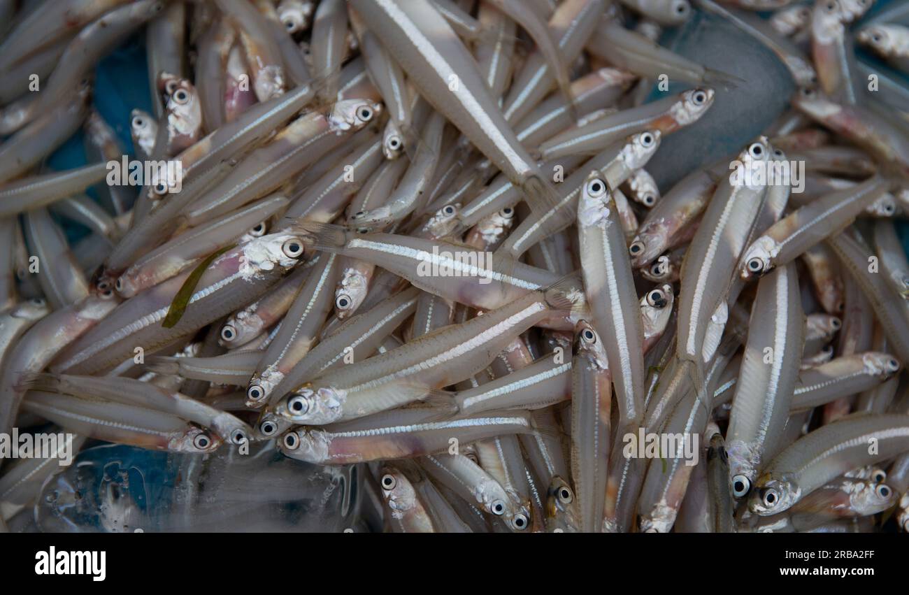 Freshly Caught Sardines at a fish market Stock Photo Alamy