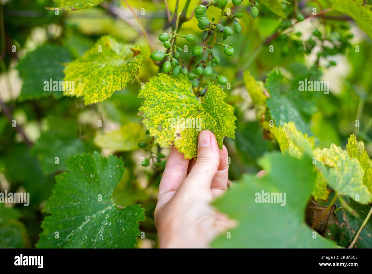 Diseased vine leaves and drying fruit on racemes. Prevention and treatment of fungal diseases. Stock Photo