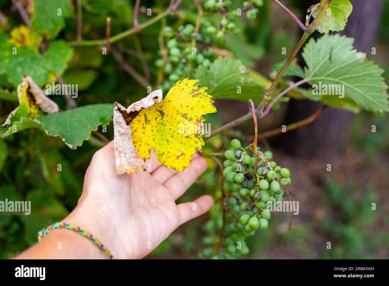 Diseased vine leaves and drying fruit on racemes. Prevention and treatment of fungal diseases. Stock Photo