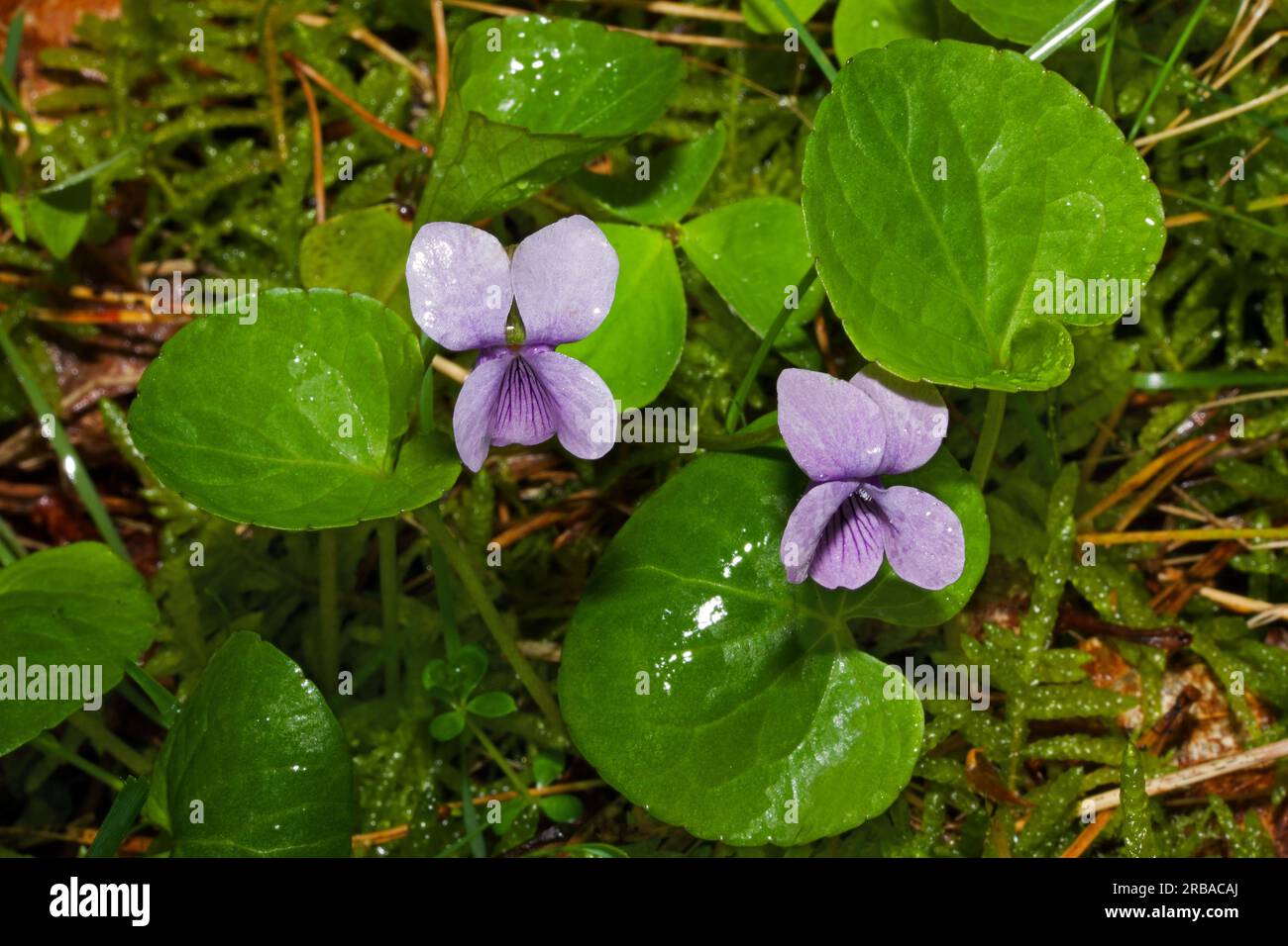 Viola palustris (marsh violet) inhabits moist meadows, bogs and marshes. It occurs across the Northern Hemisphere. Stock Photo