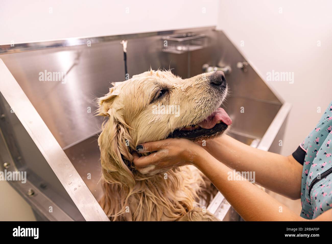 Professional groomer carefully wash the dog in bath, before grooming