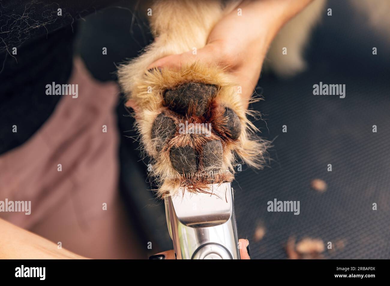 Groomer cutting paw hairs of golden retriever dog by haircut trimmer in
