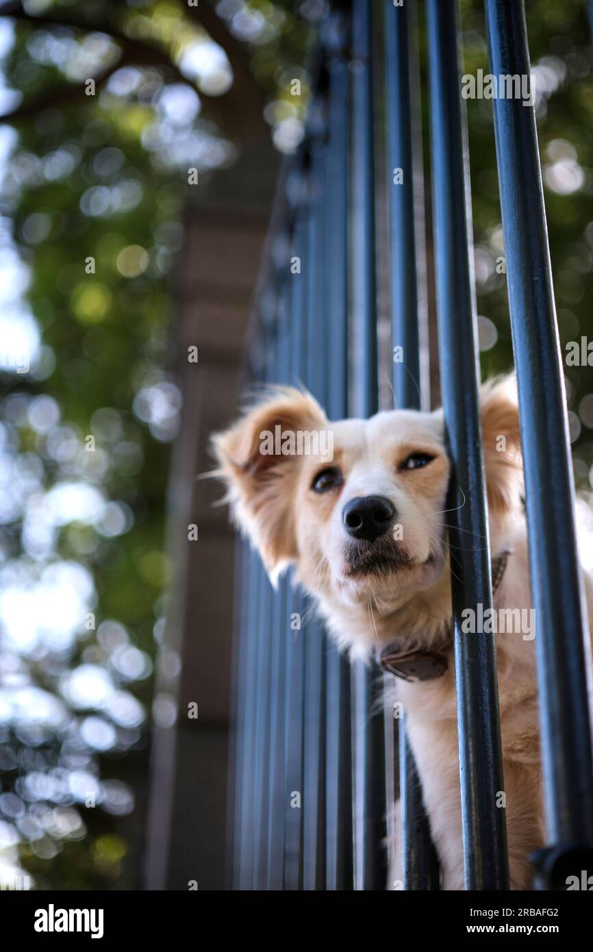 Dog behind a fence Stock Photo