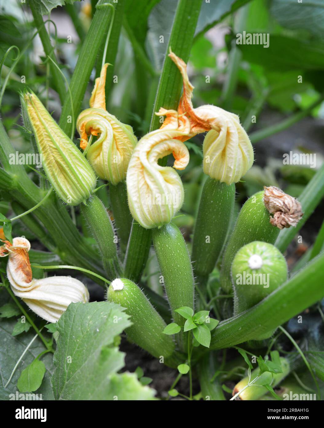 Courgette with fruits, flowers and leaves growing on the land Stock
