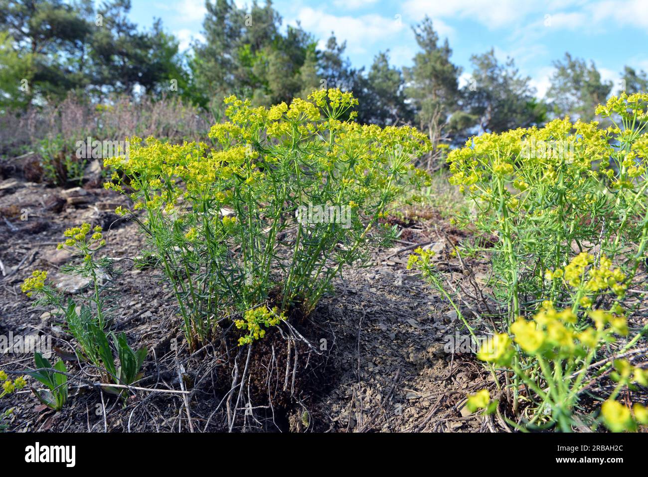 In the spring of wild herbs, Euphorbia cyparissias blooms Stock Photo