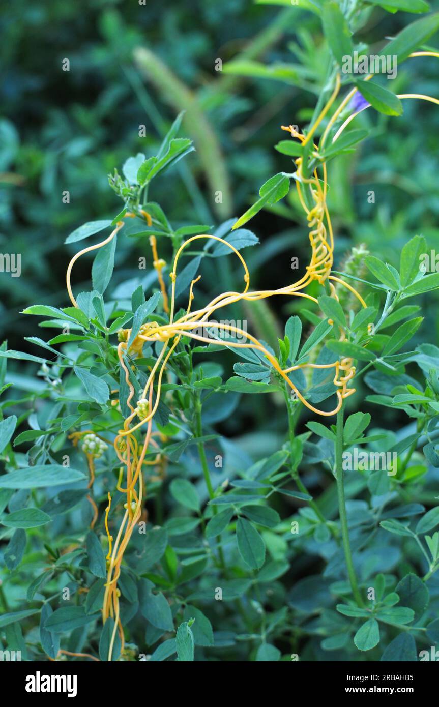 The parasitic plant uscuta grows in the field among crops Stock Photo