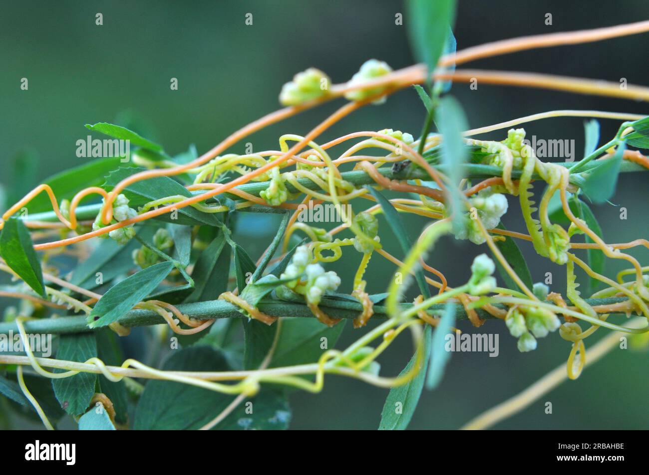 The parasitic plant uscuta grows in the field among crops Stock Photo
