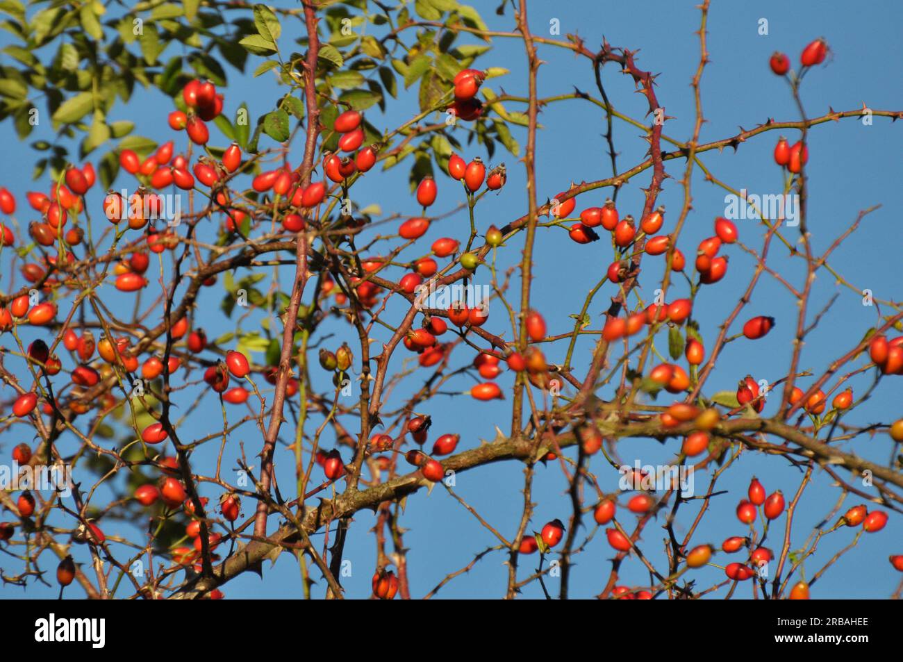 Red berries ripen on the branch of a dog rose bush Stock Photo