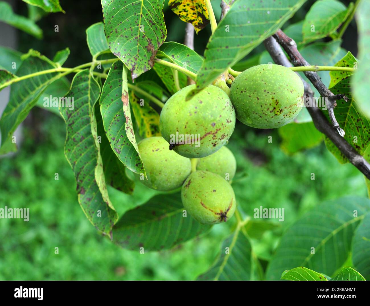 On a tree branch with a green shell, a ripening walnut Stock Photo