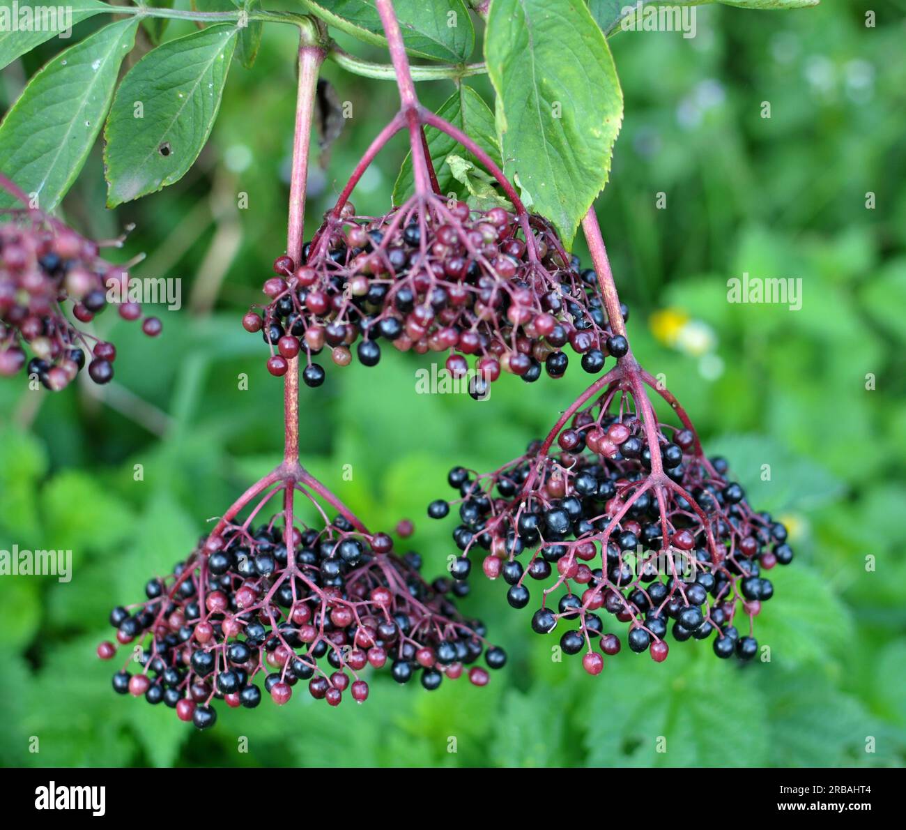 Bunch of elderberries with ripe black berries Stock Photo