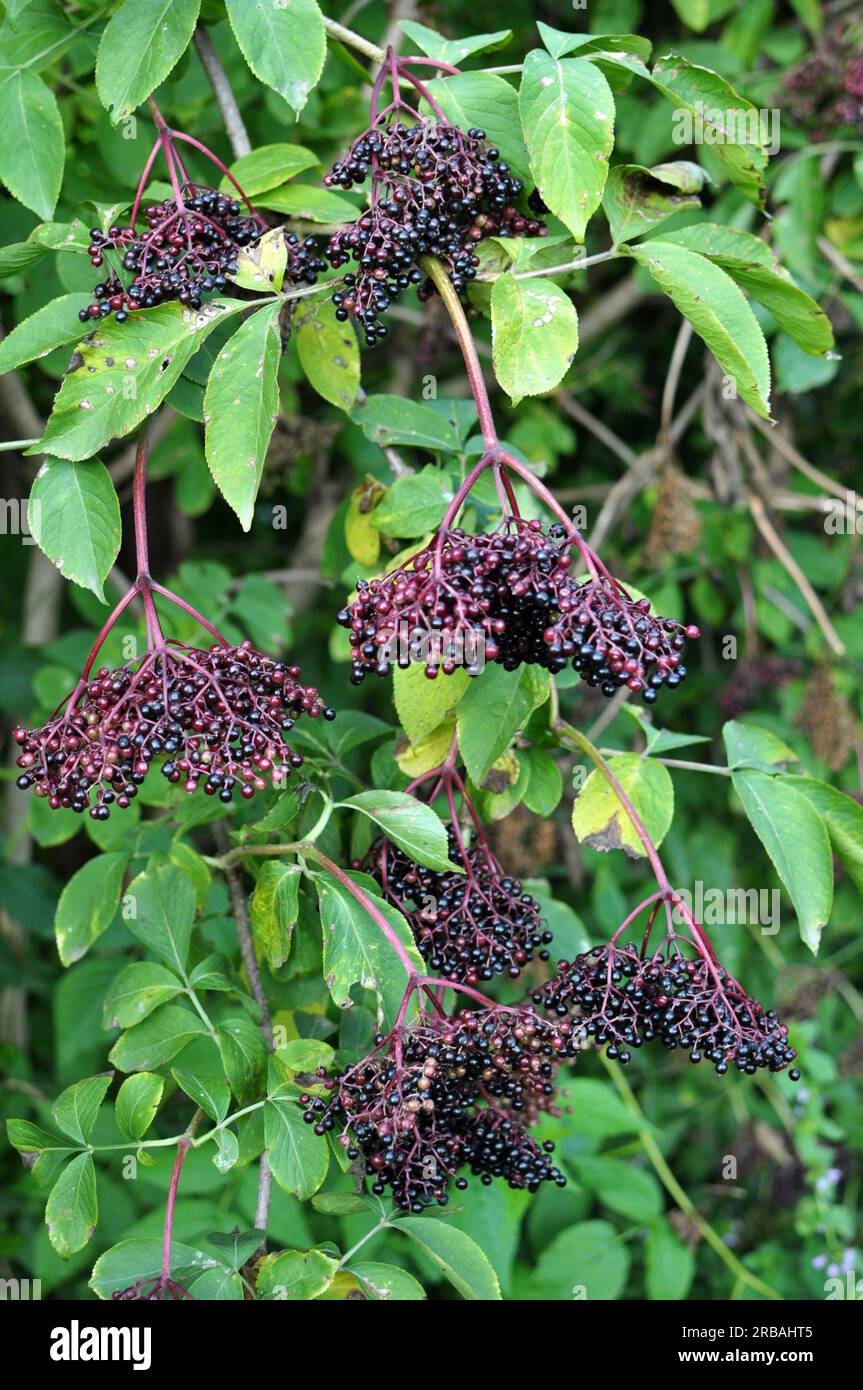 Bunch of elderberries with ripe black berries Stock Photo