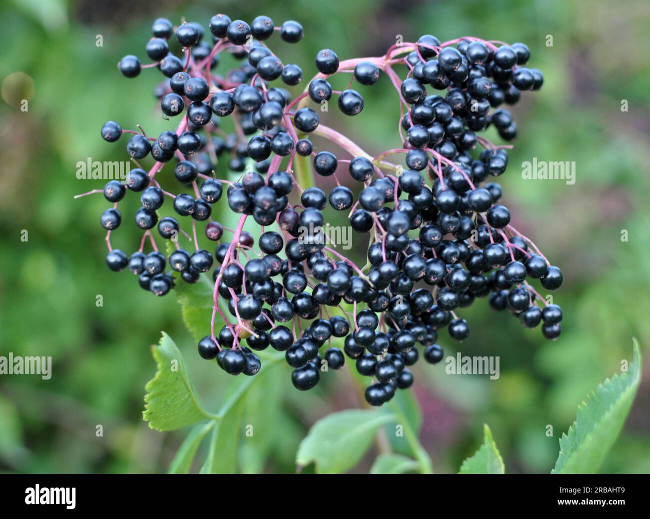 Bunch of elderberries with ripe black berries Stock Photo