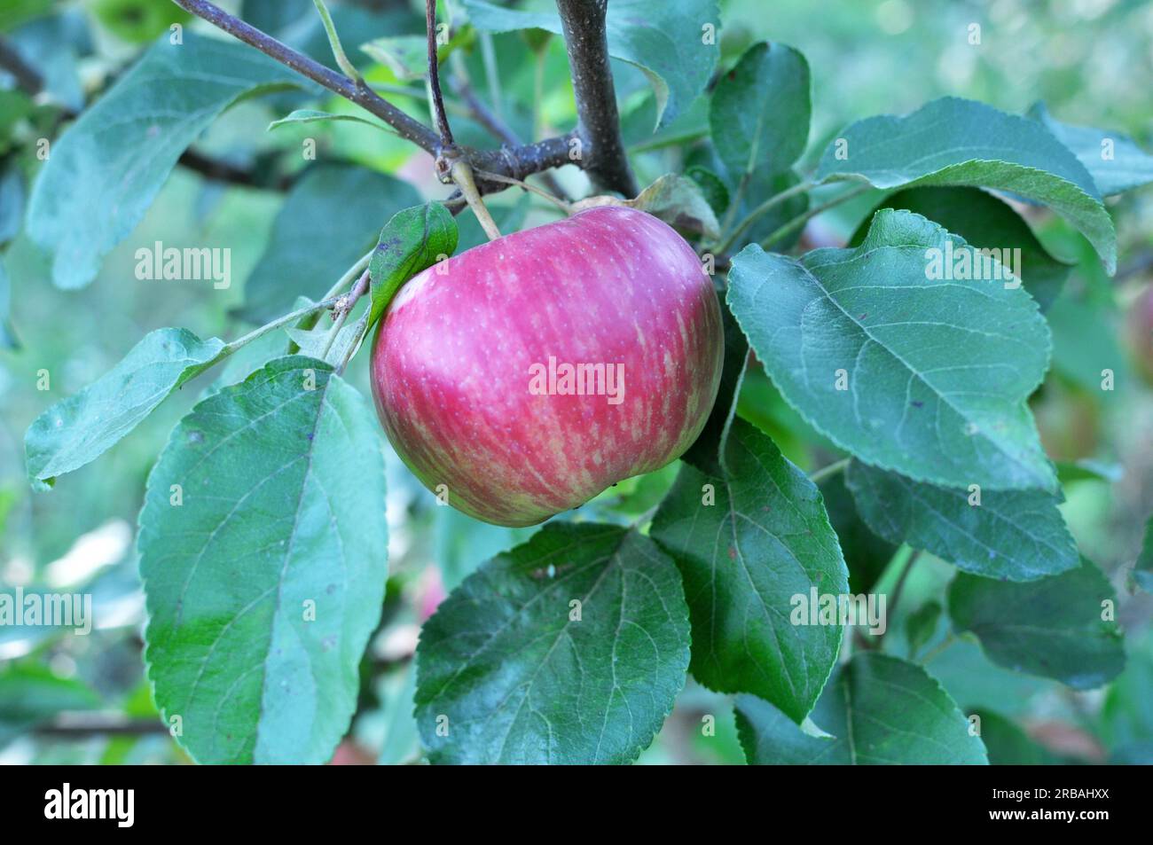 In the orchard, apples ripen on the tree branch Stock Photo - Alamy