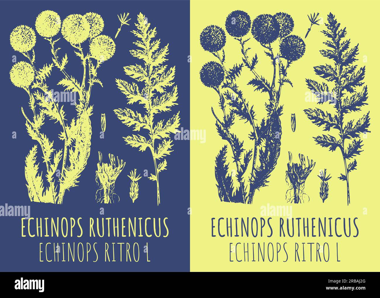 Vector drawing ECHINOPS RUTHENICUS. Hand drawn illustration. The Latin name is ECHINOPS RITRO L. Stock Photo