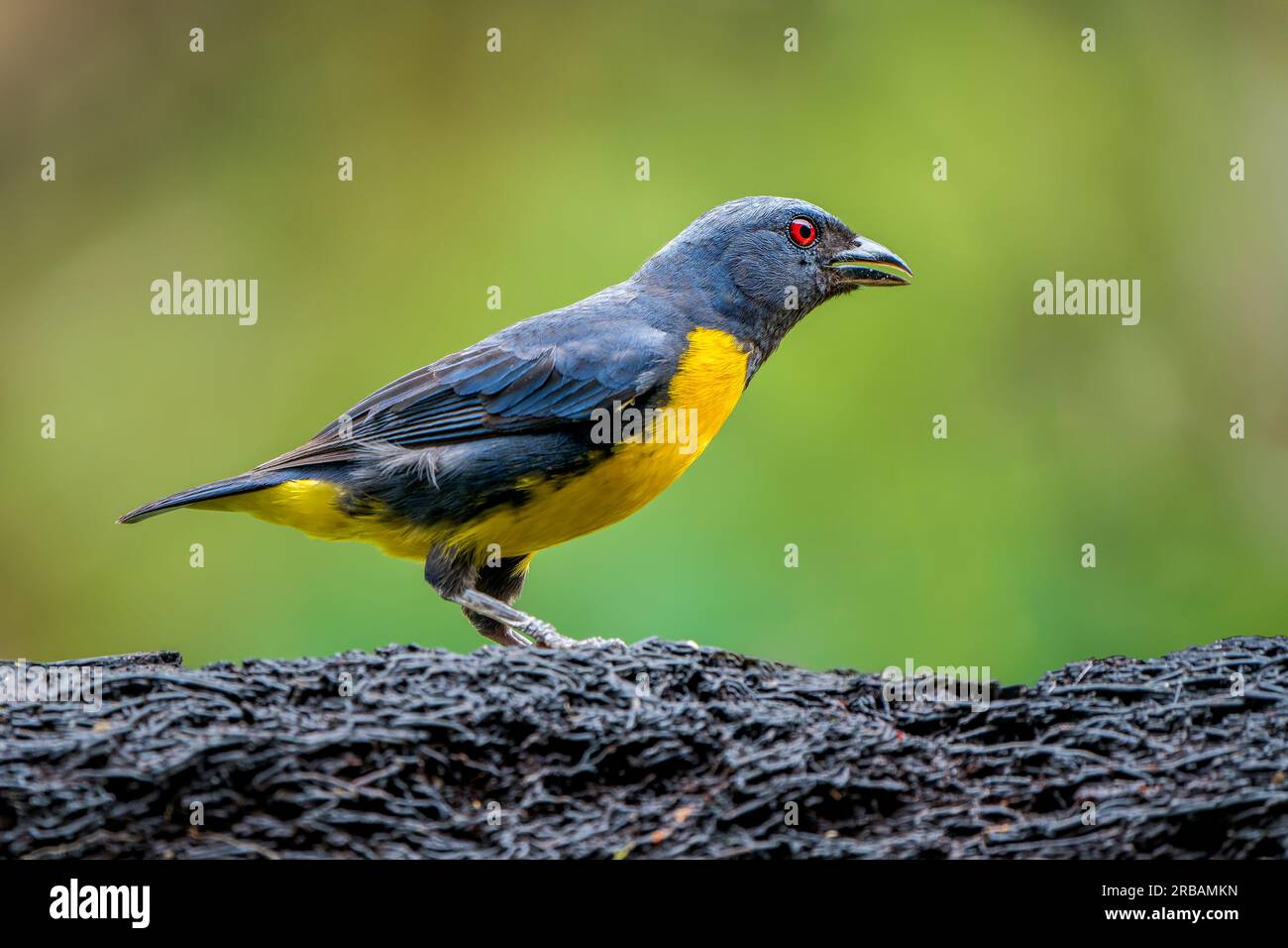 BlueandGold Tanager, Bangsia arcaei, A Glimpse of Costa Rica's