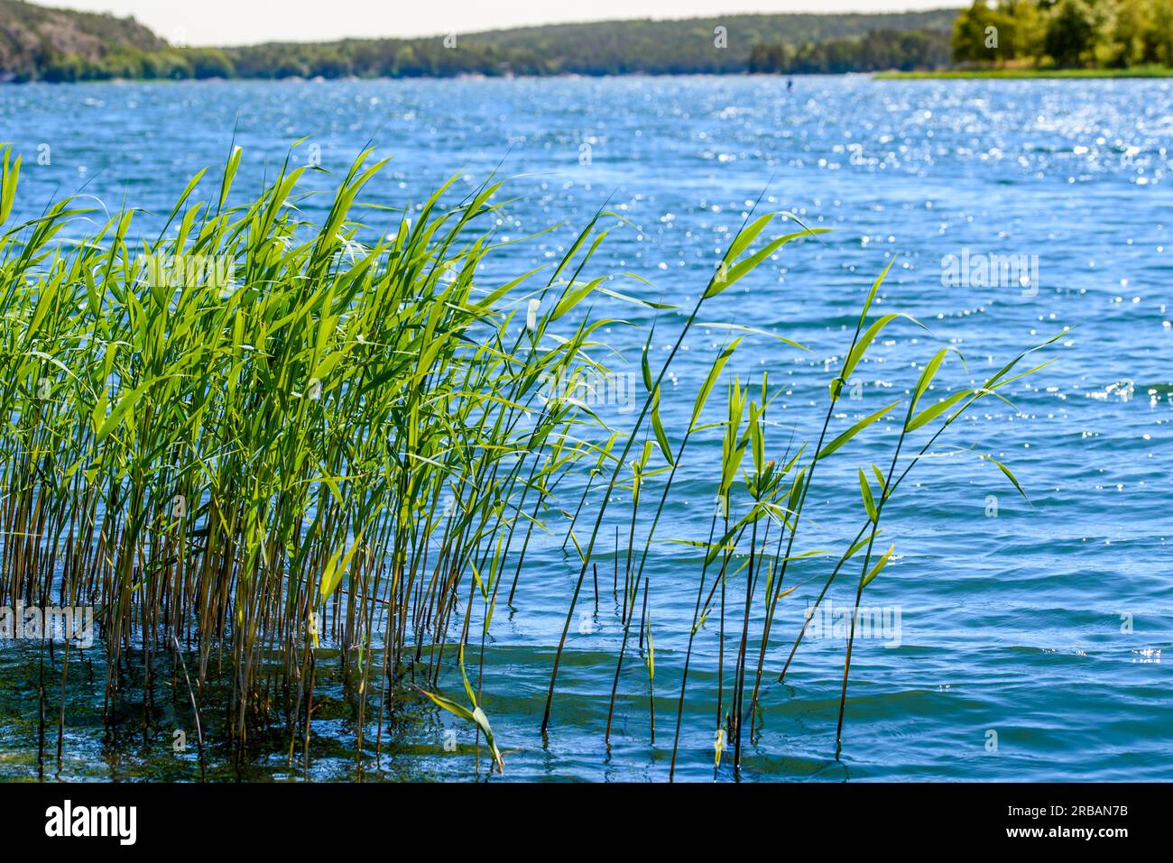 A tall grass, sedge on the shore of the lake, glistened with dew in the strong sunlight Stock Photo