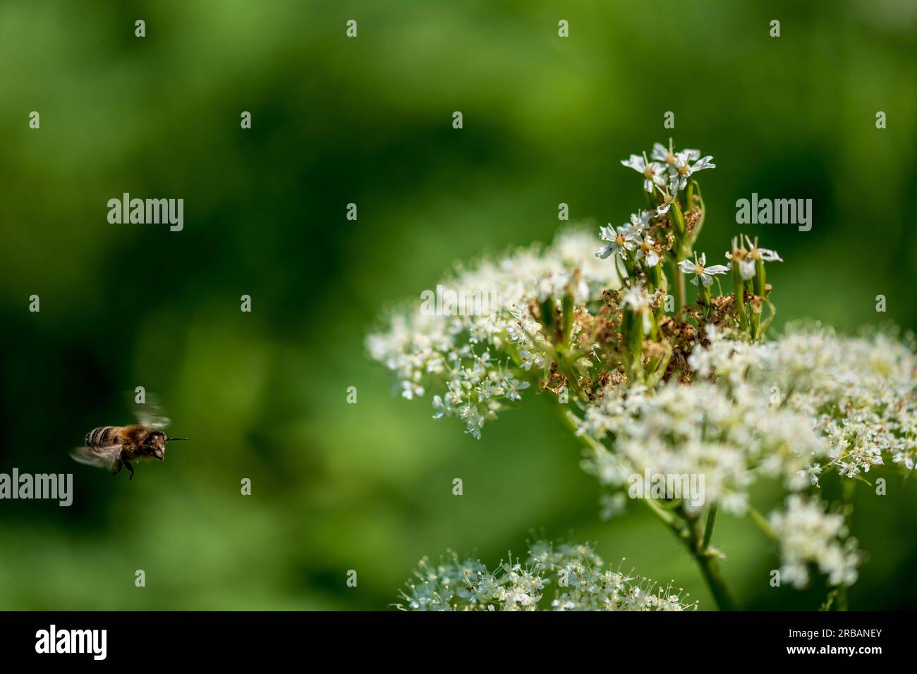 Valerian and bee. Valeriana officinalis, is a wild plant with white flowers. It is an important medicinal plant and is also used in medicine. Stock Photo