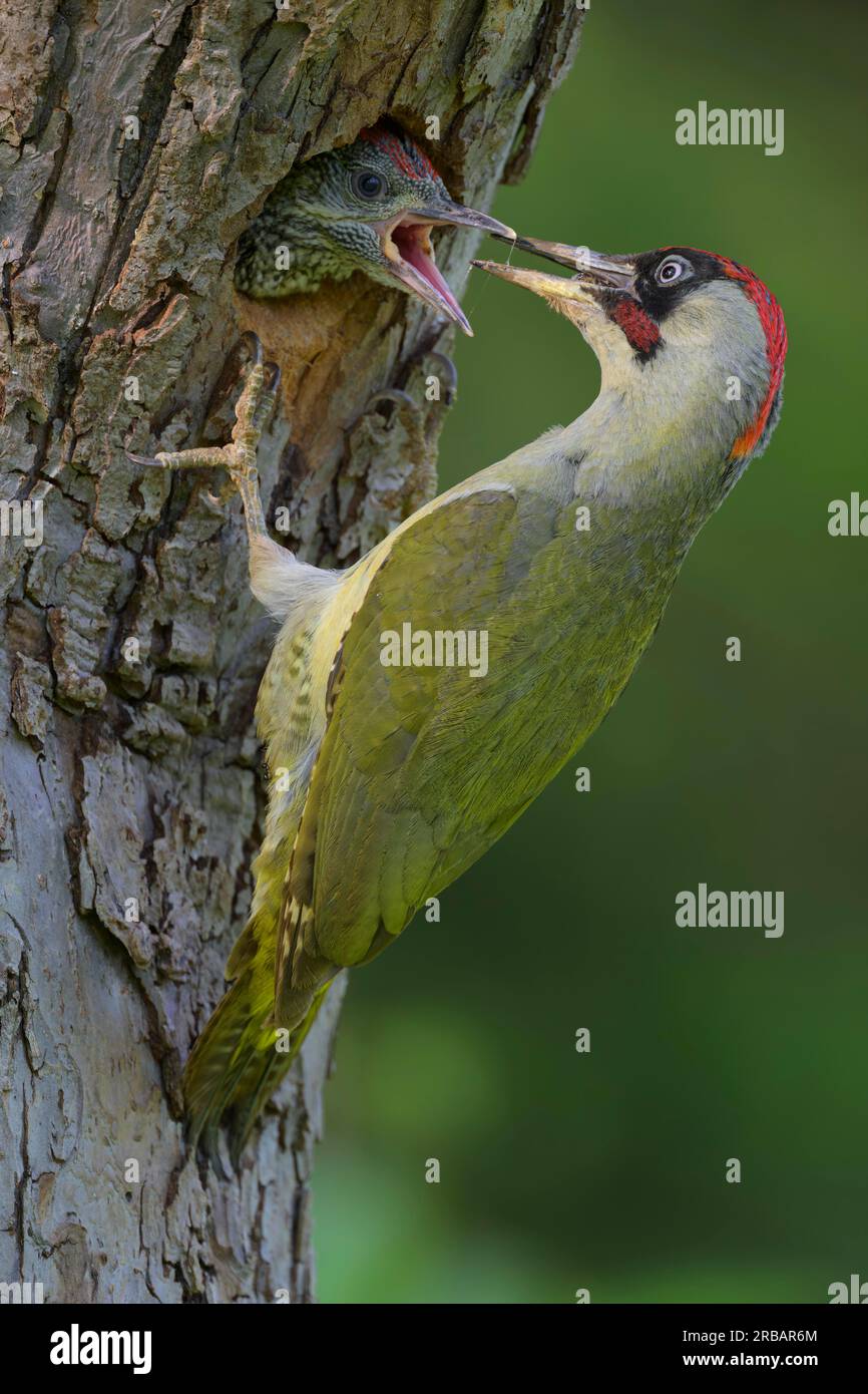 European green woodpecker (Picus viridis), male at nest hole feeding almost fledged young, Biosphere Reserve, Swabian Alb, Baden-Wuerttemberg, Germany Stock Photo