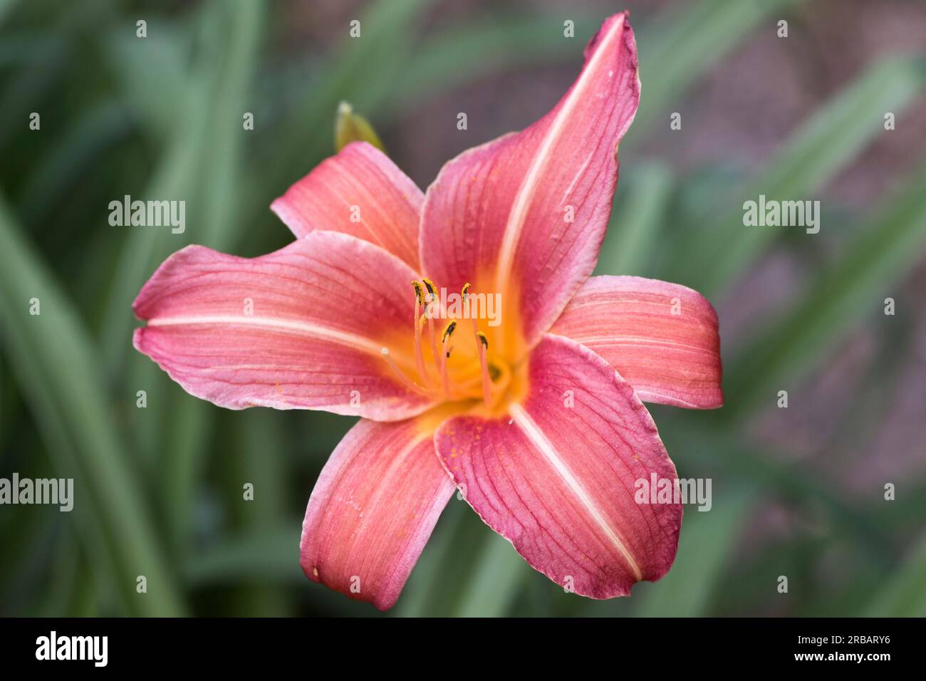Daylily (Hemerocallis Neyron Rose), Emsland, Lower Saxony, Germany Stock Photo
