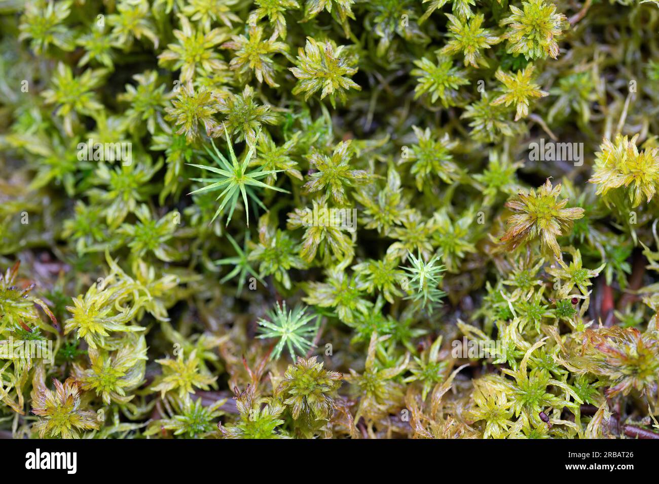 1* Sphagnum Moss 6L Dry Sphagnum Moss for Plants Carnivorous Plant
