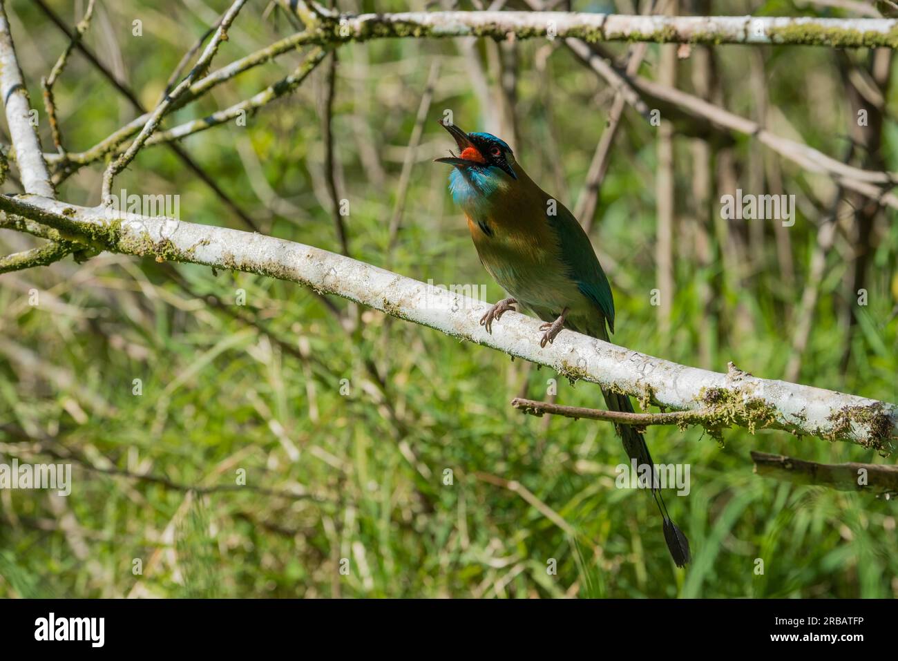 Blauscheitelmotmot (Momotus coeruliceps), CuriCancha Reservat