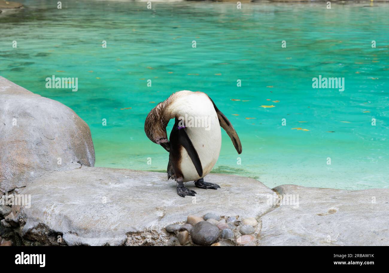 Close up of penguin in the zoo  Stock Photo