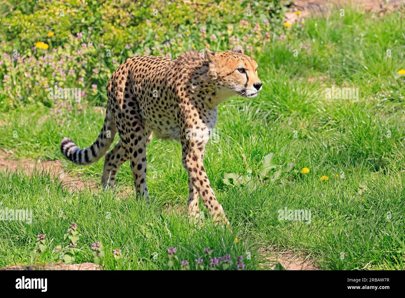 Cheetah (Acinonyx jubatus soemmeringii), North-East African cheetah