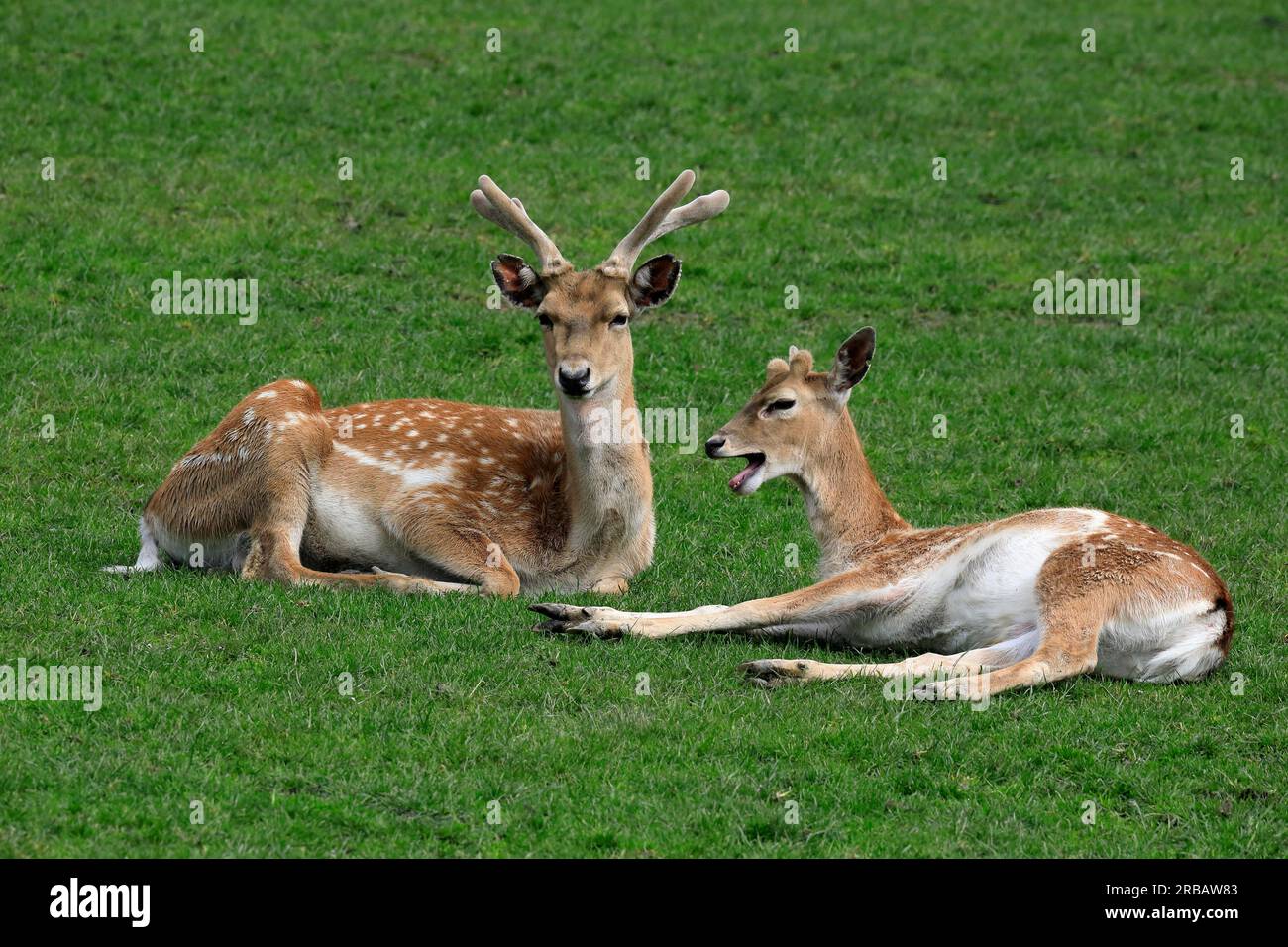 Mesopotamian fallow deer (Dama mesopotamica), pair, male, female, resting, captive Stock Photo