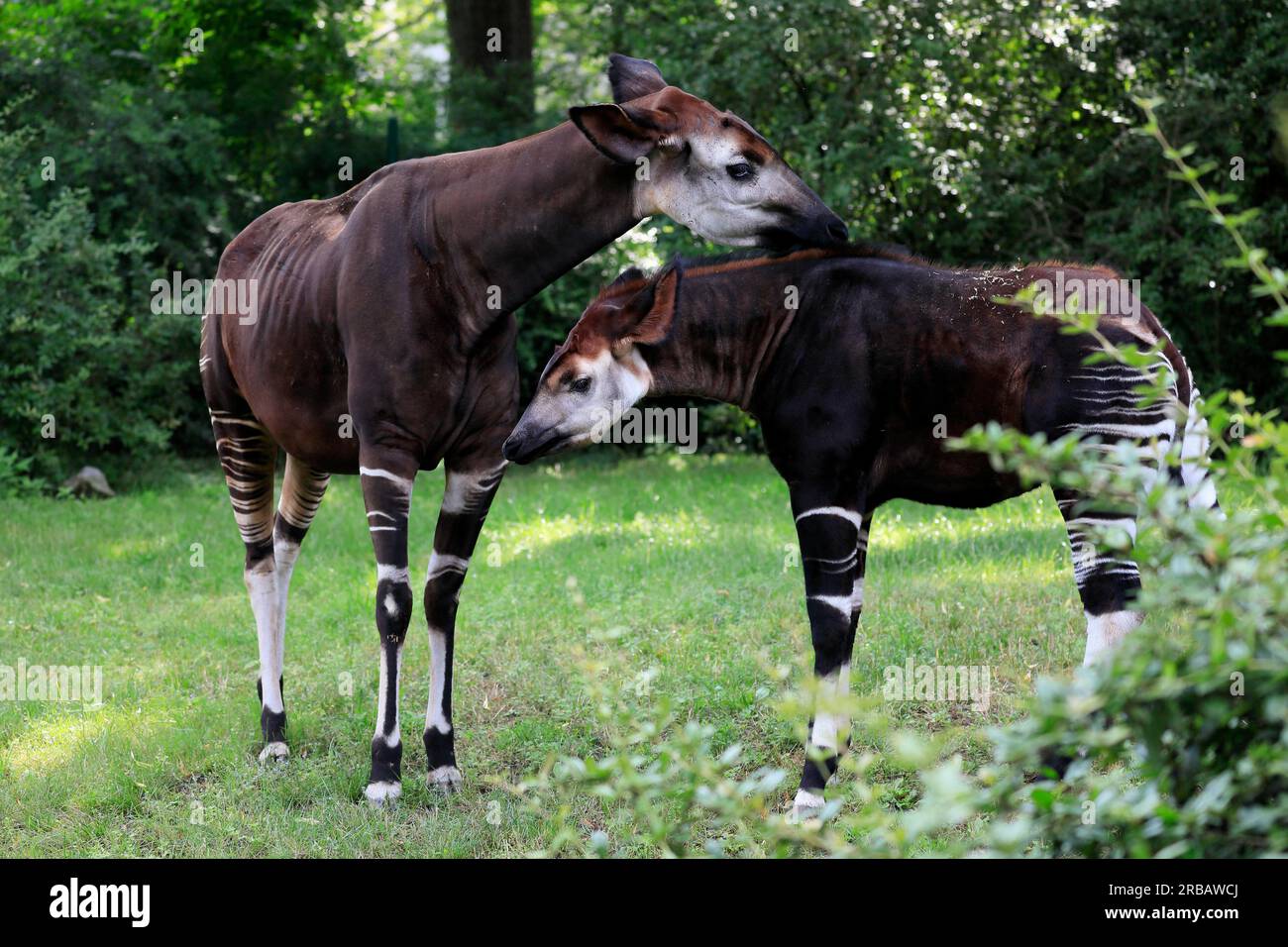 Okapi okapia johnstoni adult captive hi-res stock photography and ...