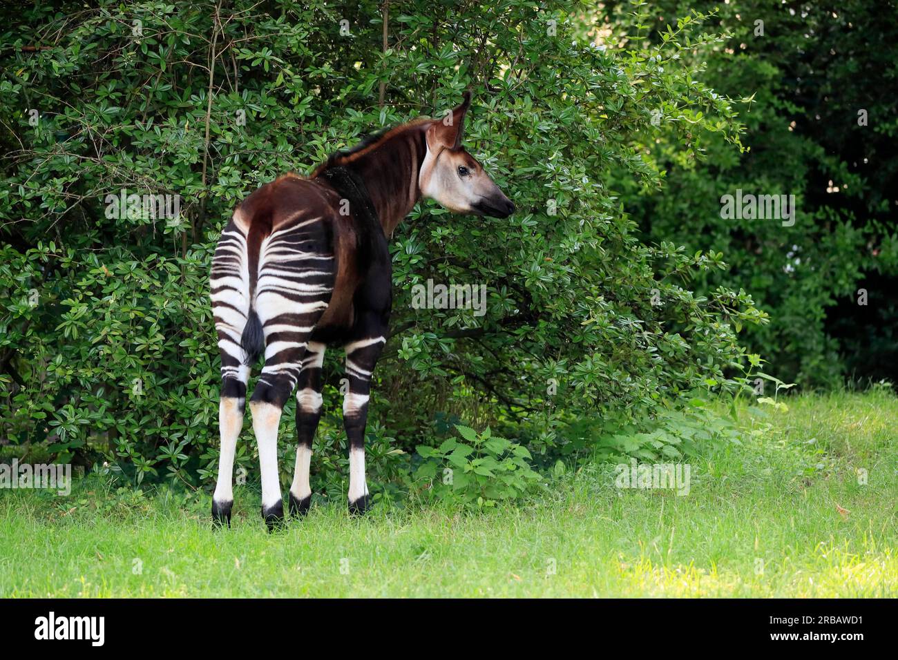 Okapi okapia johnstoni adult captive hi-res stock photography and ...