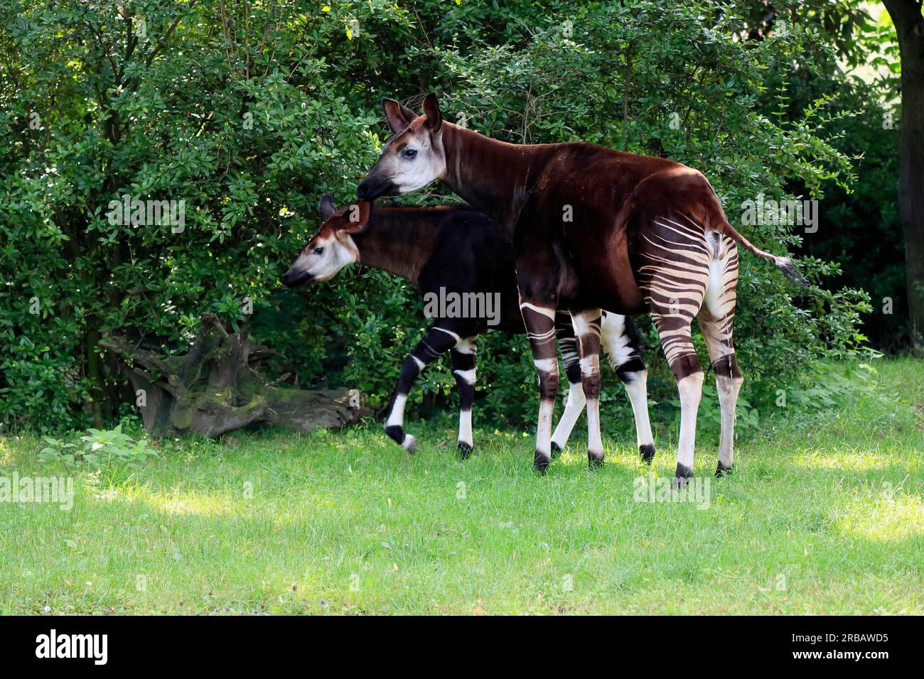Okapi okapia johnstoni adult captive hi-res stock photography and ...