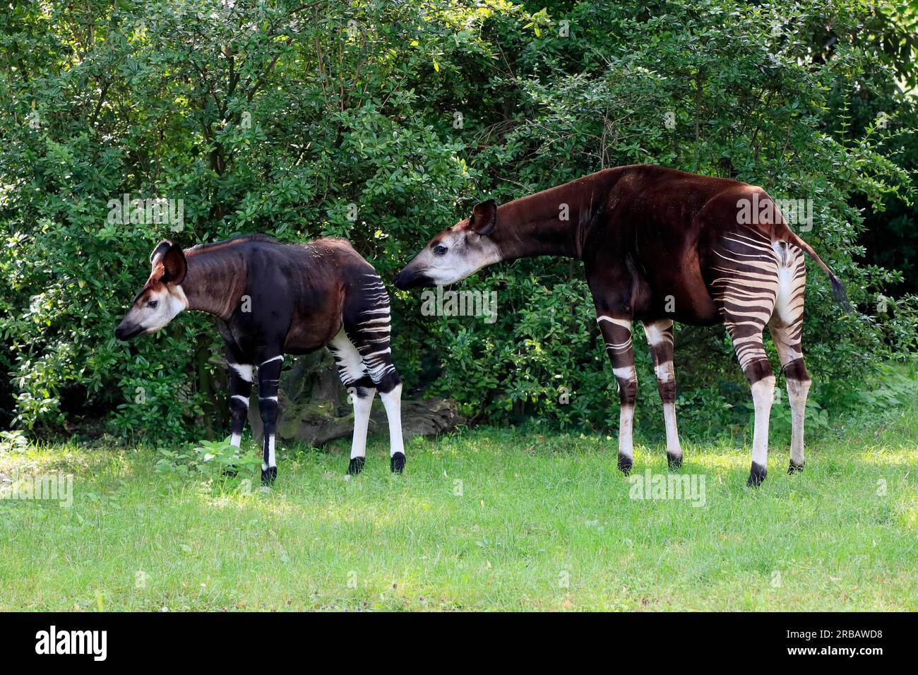 Okapi okapia johnstoni adult captive hi-res stock photography and ...