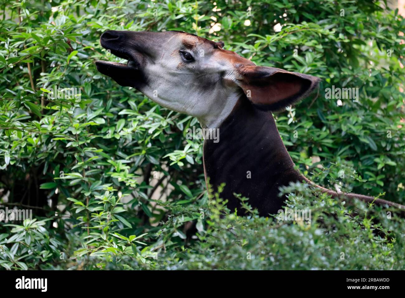 Okapi (Okapia johnstoni), adult, foraging, portrait, captive Stock ...