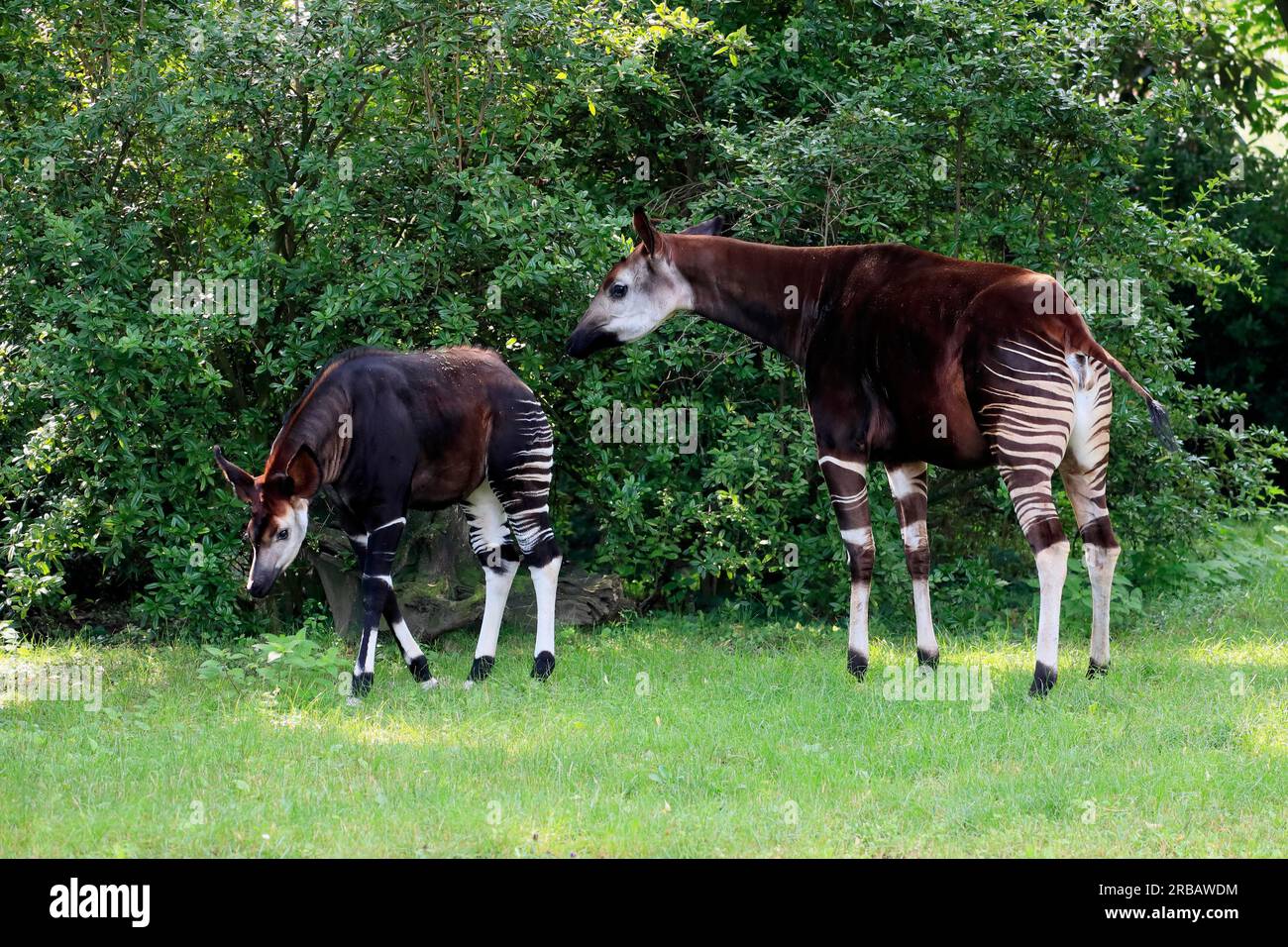 Okapi okapia johnstoni adult captive hi-res stock photography and ...