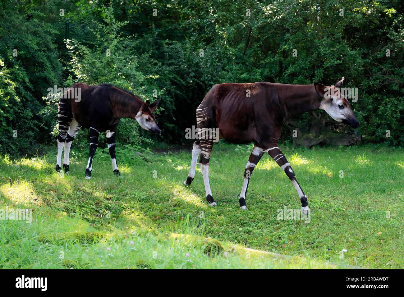 Okapi okapia johnstoni adult captive hi-res stock photography and ...