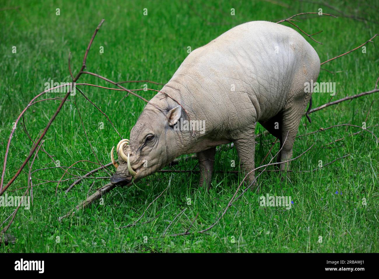 15332252037934517804allebabyrousa Celebensis North Sulawesi Babirusa In San Diego Zoohtml