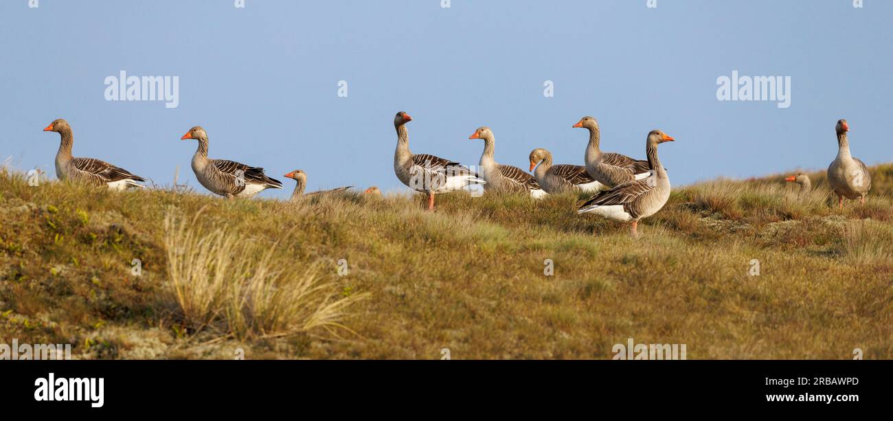 Greylag geese (Anser anser), Island of Texel, Netherlands Stock Photo