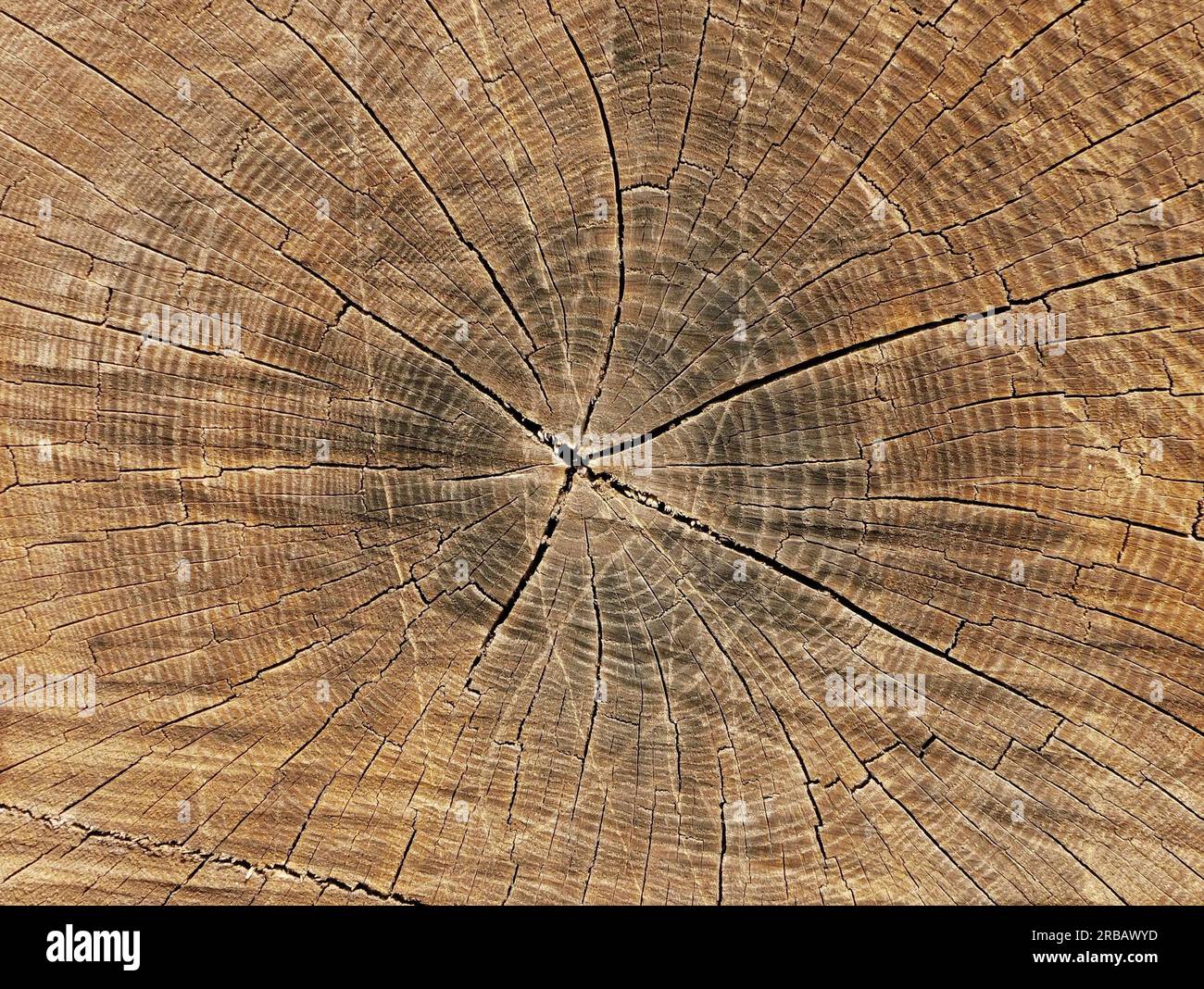 Brown wooden log showing growth rings hi-res stock photography and ...
