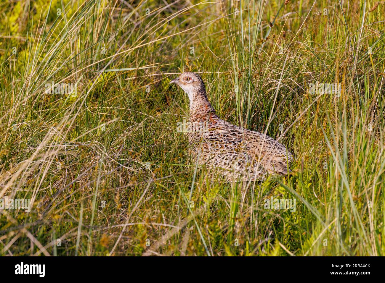 Pheasant (Phasianus colchicus), Island of Texel, Netherlands Stock Photo