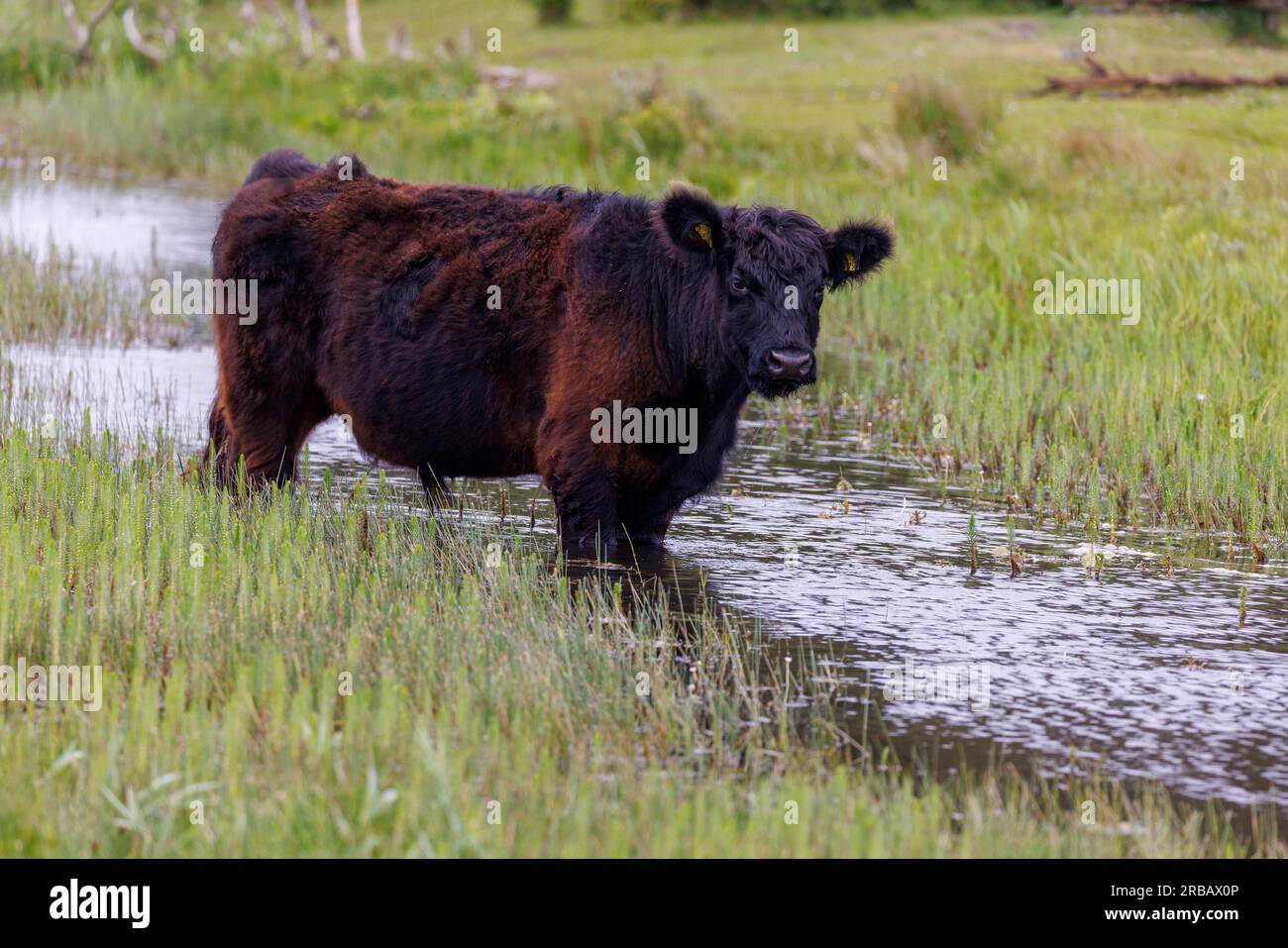 Scottish Highland Cattle, Bollekamer, Island of Texel, Netherlands Stock Photo