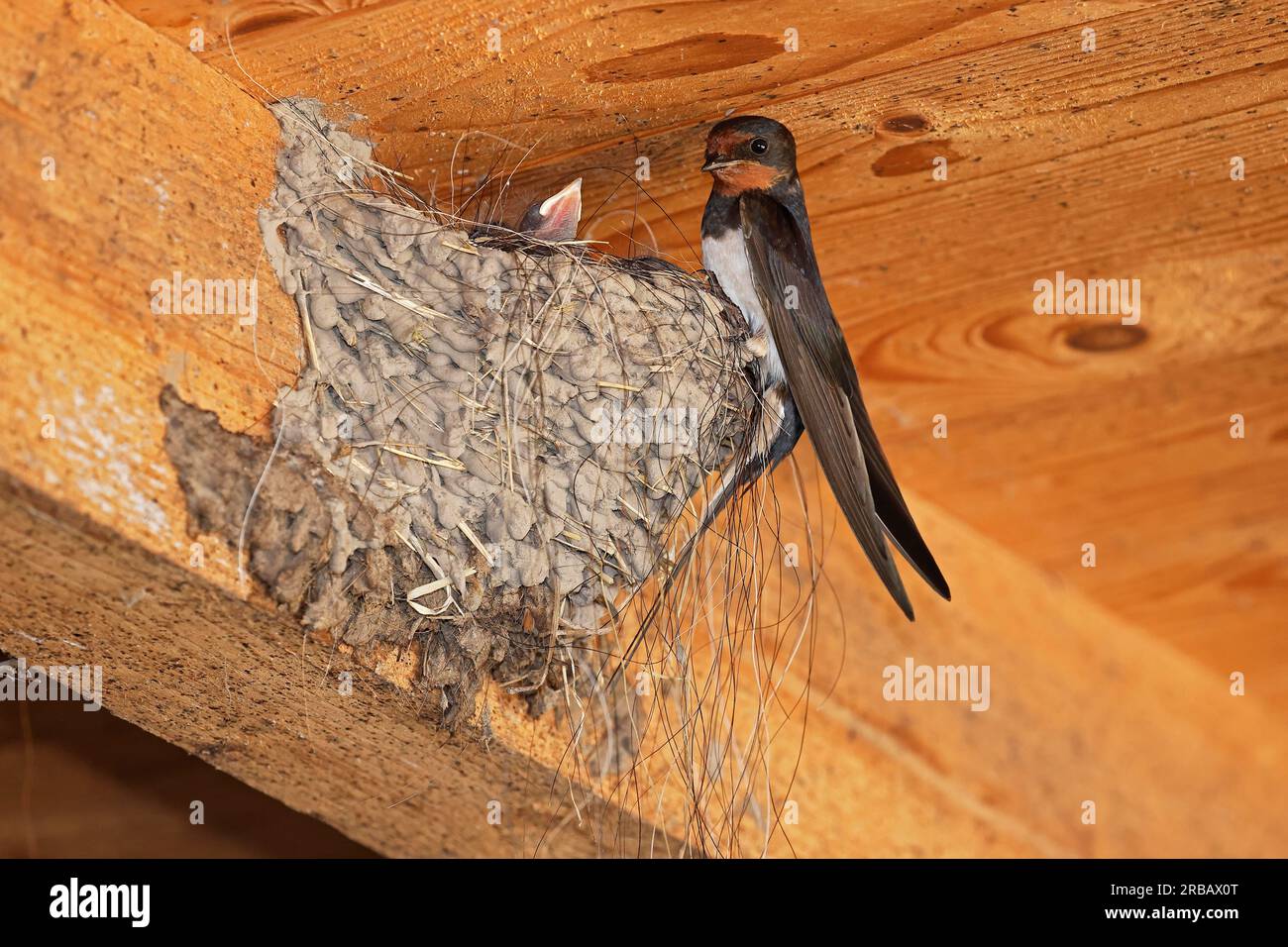 Barn swallow (Hirundo rustica) sitting at nest with young, Schleswig-Holstein, Germany Stock Photo