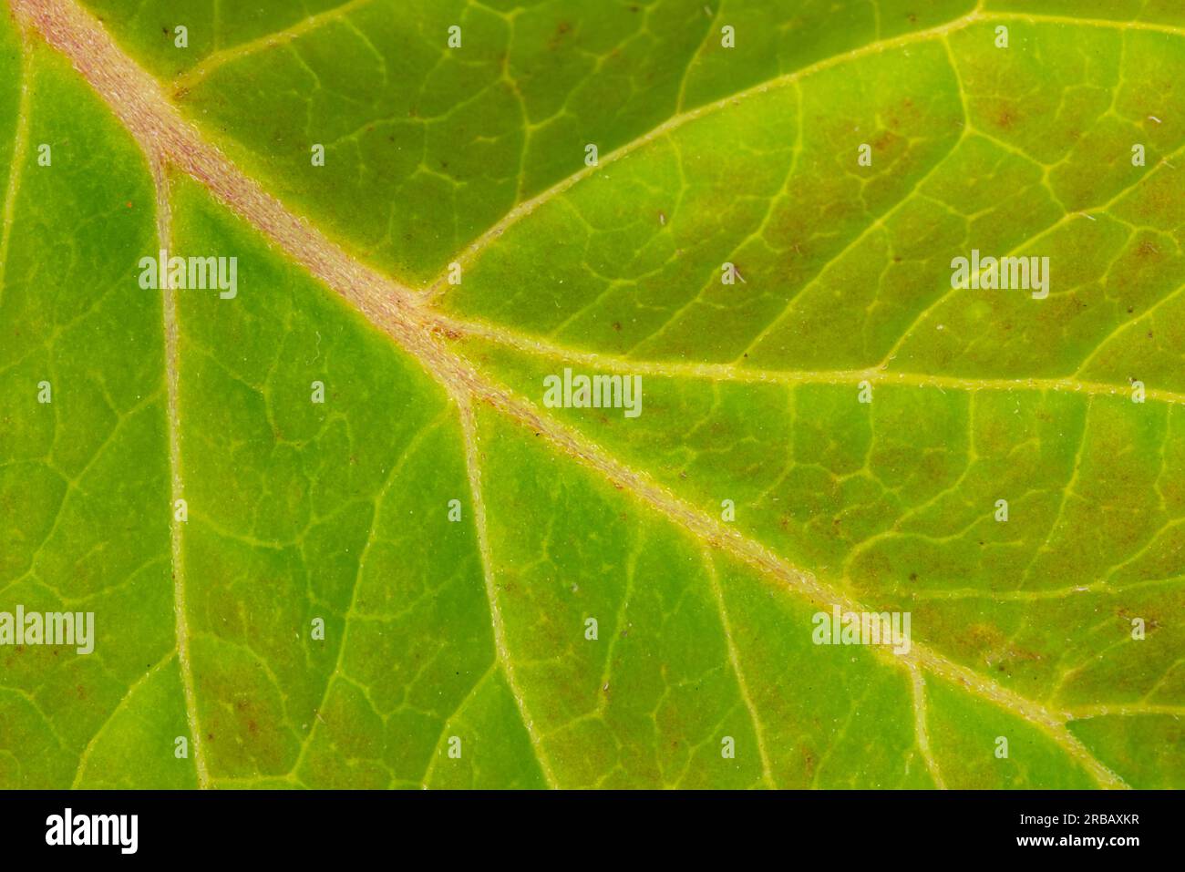 Leaf of a mountain hydrangea (Hydrangea serrata), macro photo Stock Photo
