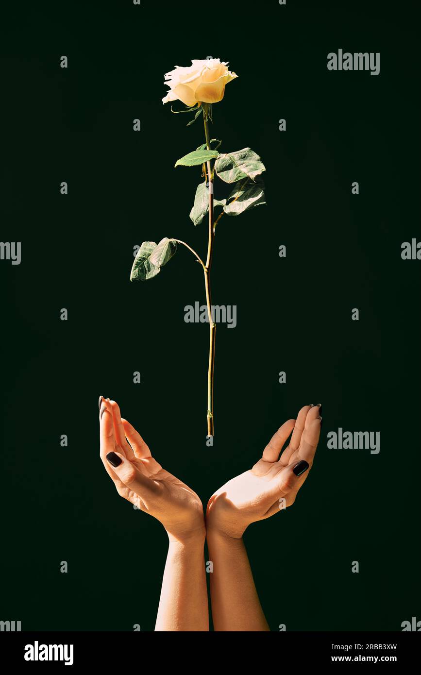 Beautiful white rose flying over woman's hands. Life, levitation, birth concept Stock Photo