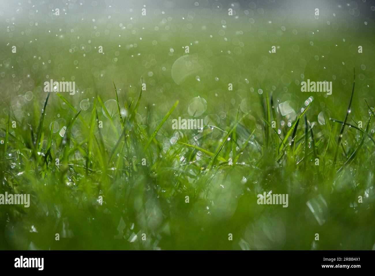 Green wet grass Stock Photo - Alamy